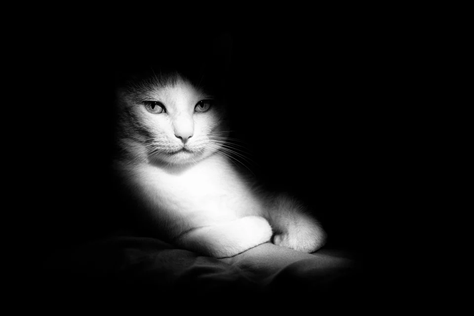 Lumière féline